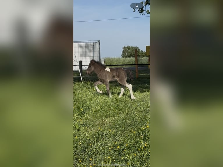 Icelandic Horse Stallion 1 year 14 hh Pinto in Freren