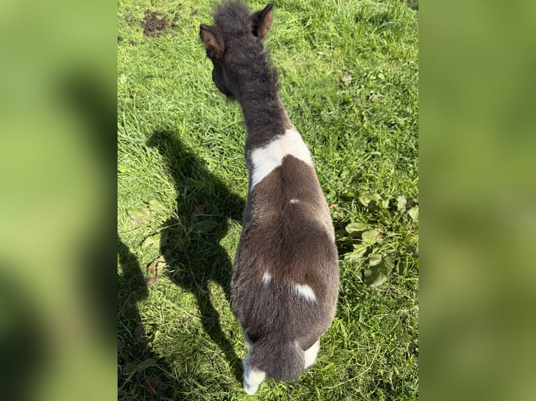 Icelandic Horse Stallion 1 year 14 hh Pinto in Freren