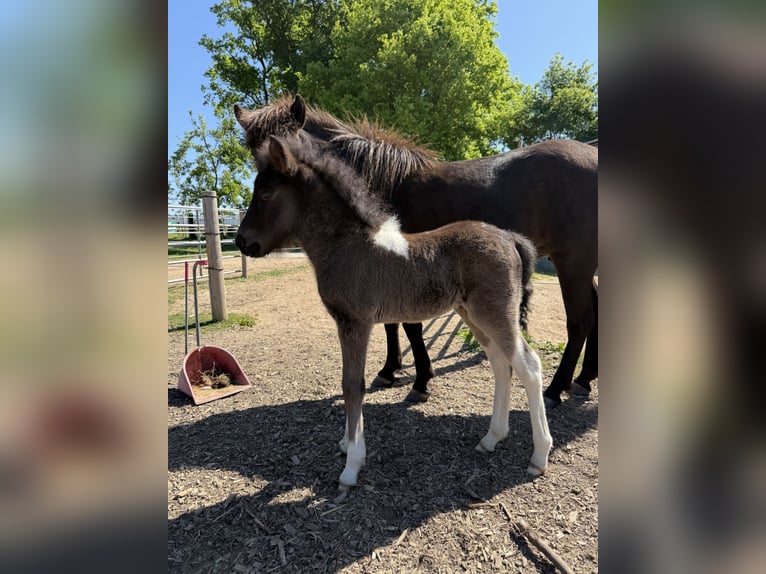 Icelandic Horse Stallion 1 year 14 hh Pinto in Freren