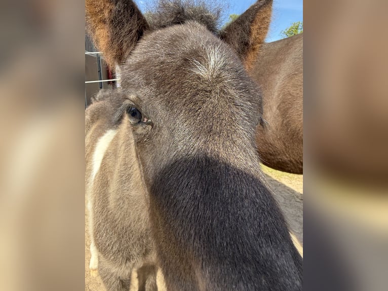 Icelandic Horse Stallion 1 year 14 hh Pinto in Freren