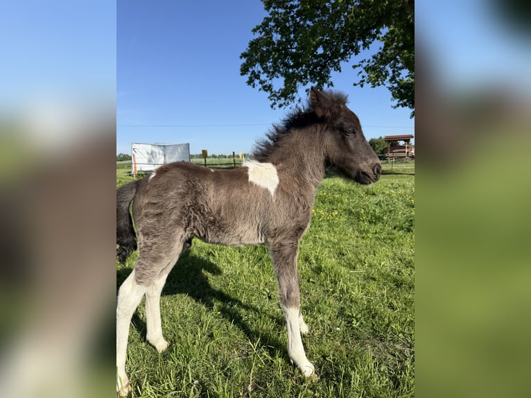 Icelandic Horse Stallion 1 year 14 hh Pinto in Freren
