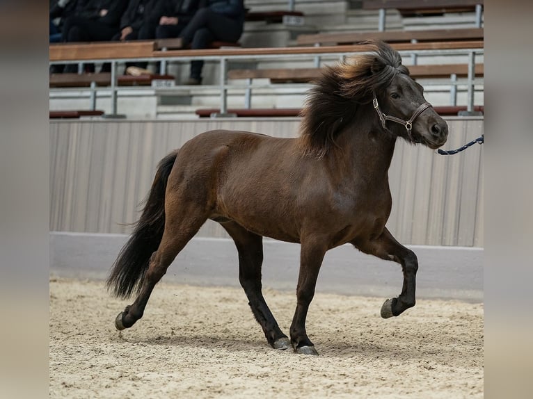 Icelandic Horse Stallion 1 year 14 hh Pinto in Freren