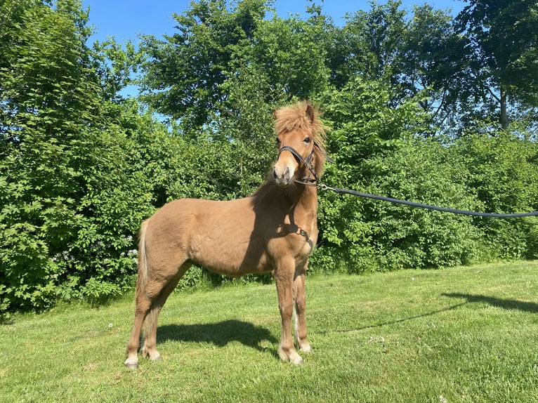 Icelandic Horse Stallion 1 year 14 hh Red Dun in Skanderborg