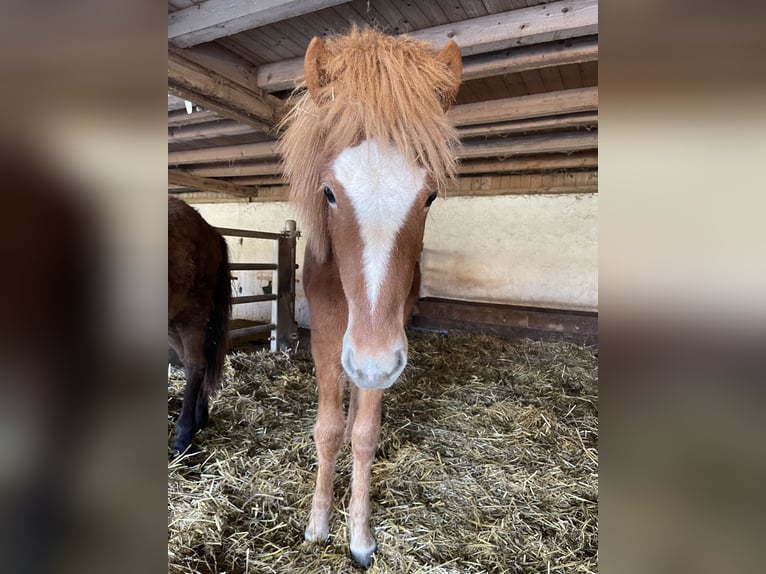 Icelandic Horse Stallion 1 year 14,1 hh Chestnut-Red in Abtsgm&#xFC;nd