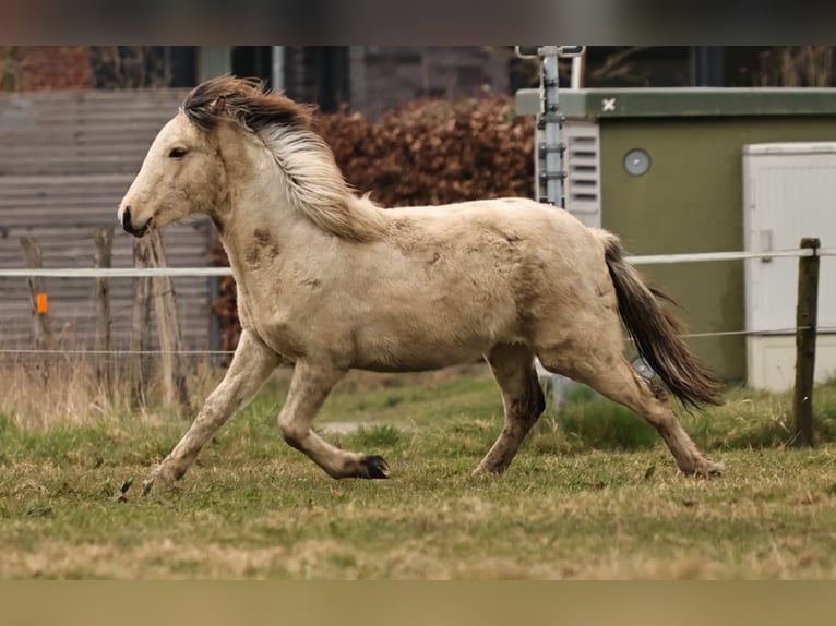 Icelandic Horse Stallion 1 year 14,1 hh Pinto in S&#xFC;dlohn