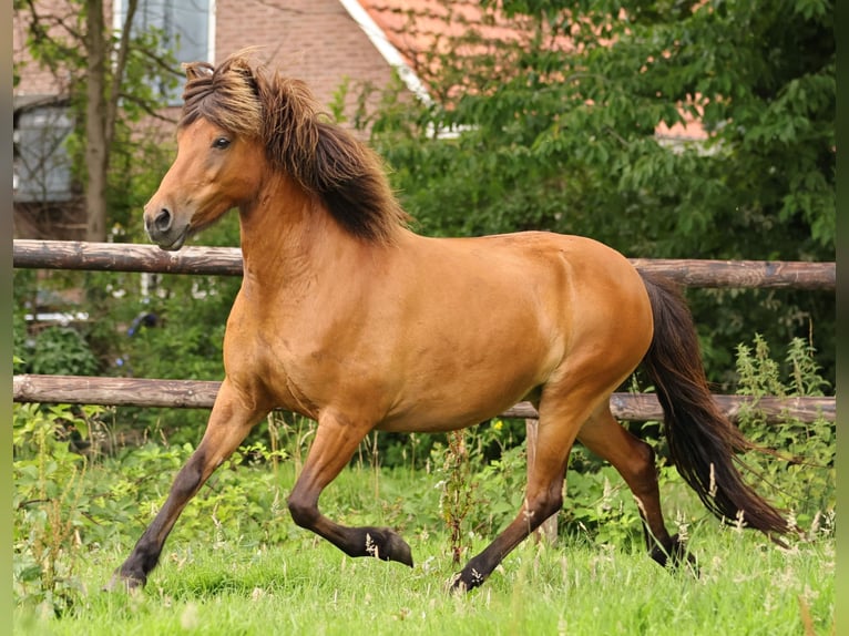 Icelandic Horse Stallion 1 year 14,1 hh Pinto in S&#xFC;dlohn