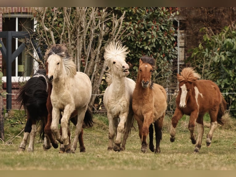 Icelandic Horse Stallion 1 year 14,1 hh Pinto in S&#xFC;dlohn