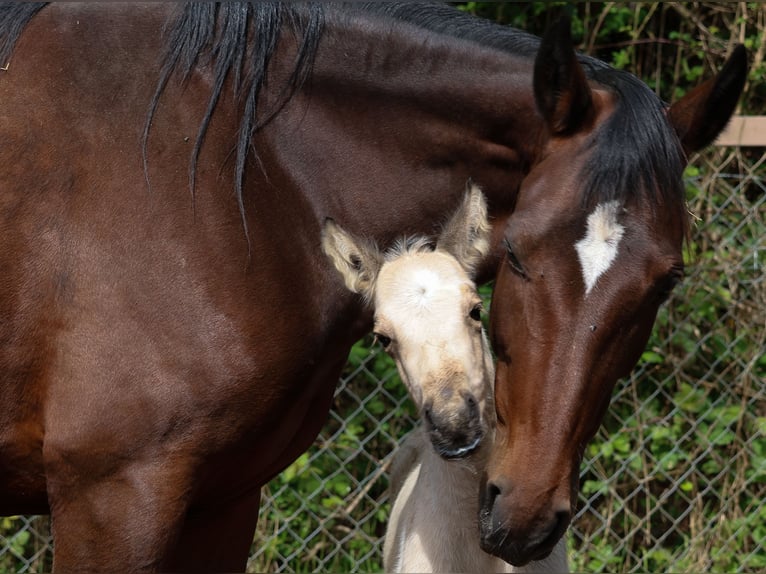 Icelandic Horse Stallion 1 year 15,1 hh Buckskin in Eußerthal