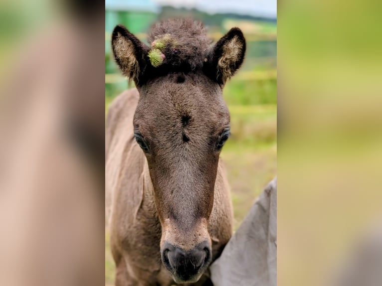 Icelandic Horse Stallion 1 year Black in Beilstein
