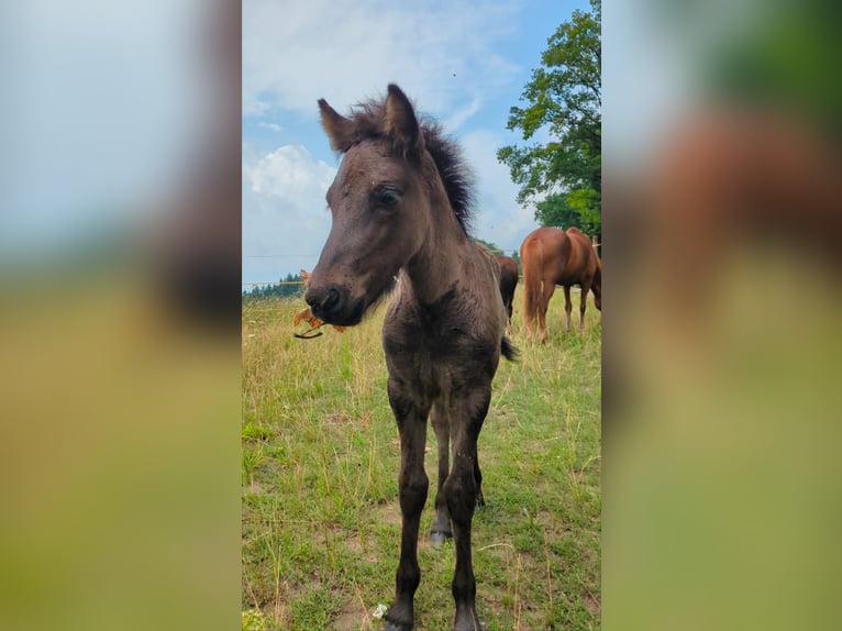 Icelandic Horse Stallion 1 year Black in Beilstein