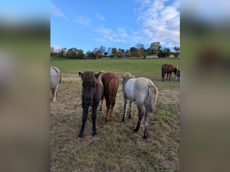 Icelandic Horse Stallion 1 year Black in Beilstein