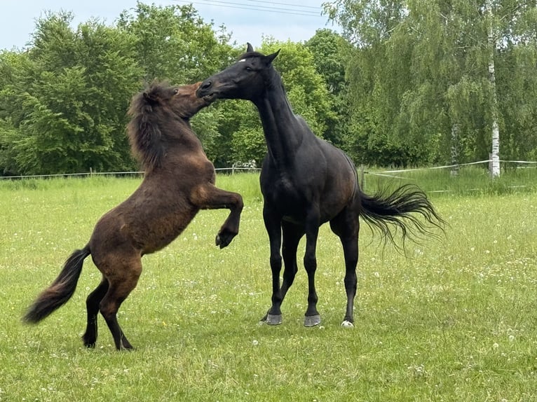 Icelandic Horse Stallion 1 year Brown in BurgbrohlBurgbrohl