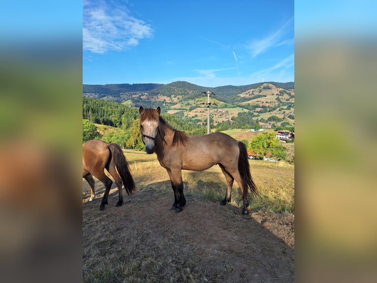 Icelandic Horse Stallion 1 year Buckskin in Häg-Ehrsberg