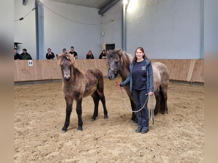 Icelandic Horse Stallion 1 year Buckskin in Wadern