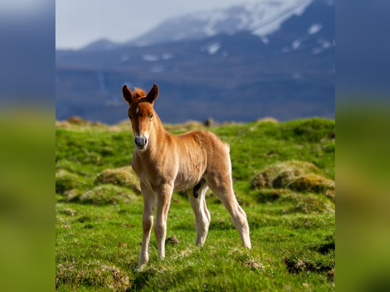 Icelandic Horse Stallion 1 year Chestnut in Stykkishólmur