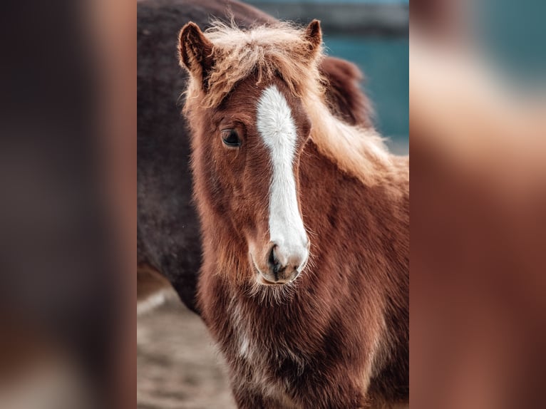 Icelandic Horse Stallion 1 year Chestnut-Red in Deinsdorf