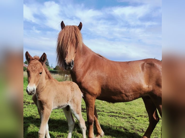 Icelandic Horse Stallion 1 year Chestnut-Red in Hermannsburg