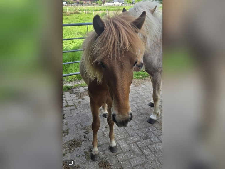 Icelandic Horse Stallion 1 year Chestnut-Red in Hermannsburg