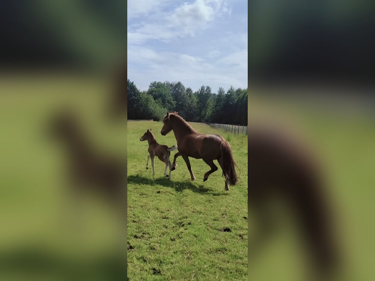 Icelandic Horse Stallion 1 year Chestnut-Red in Hermannsburg