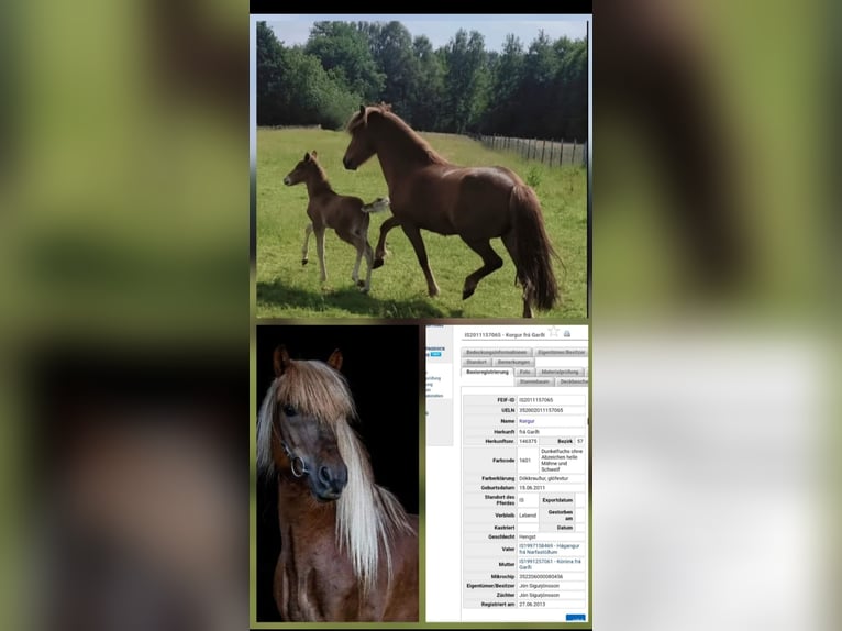 Icelandic Horse Stallion 1 year Chestnut-Red in Hermannsburg