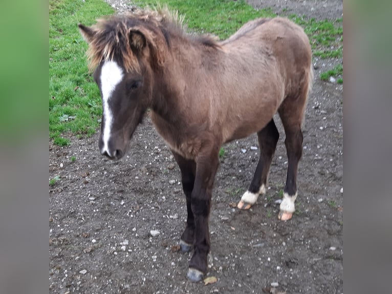 Icelandic Horse Stallion 1 year Dun in Irdning