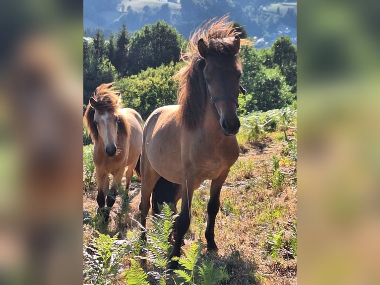 Icelandic Horse Stallion 1 year Dun in Häg-Ehrsberg