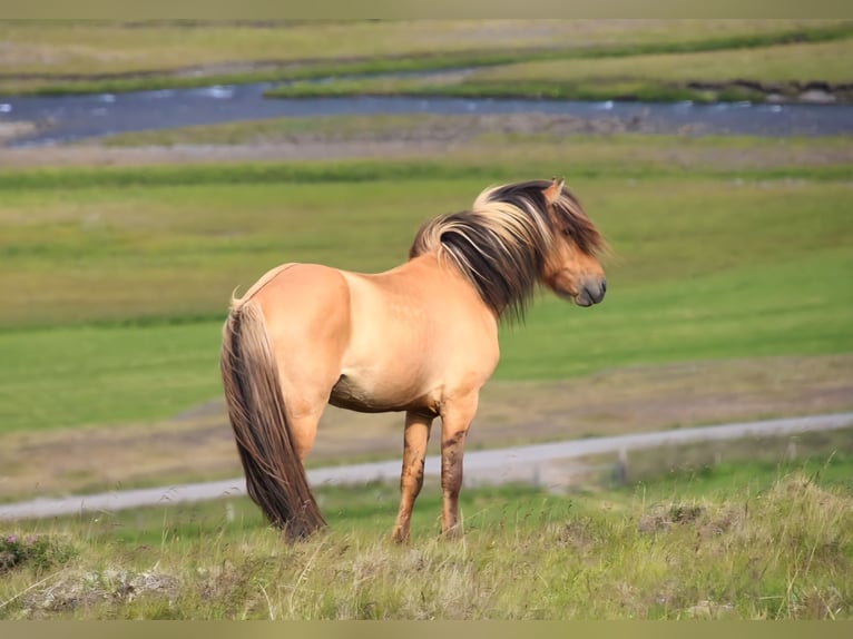 Icelandic Horse Stallion 1 year in Rauris
