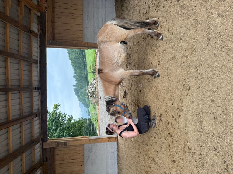 Icelandic Horse Stallion 1 year in Rauris