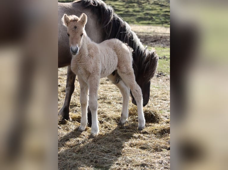 Icelandic Horse Stallion 1 year in Rauris