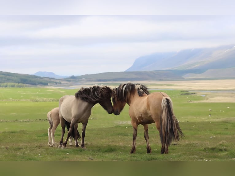 Icelandic Horse Stallion 1 year in Rauris