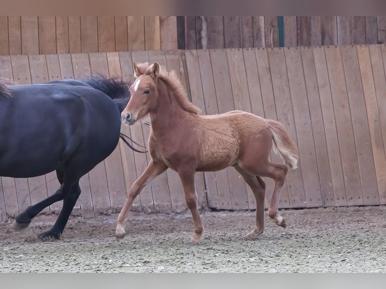 Icelandic Horse Stallion 1 year in Melle