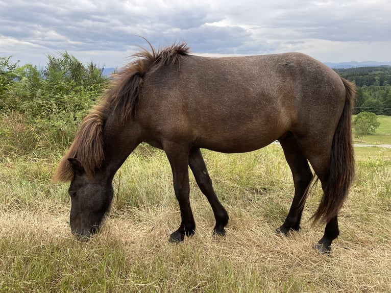 Icelandic Horse Stallion 1 year Grey in Rickenbach