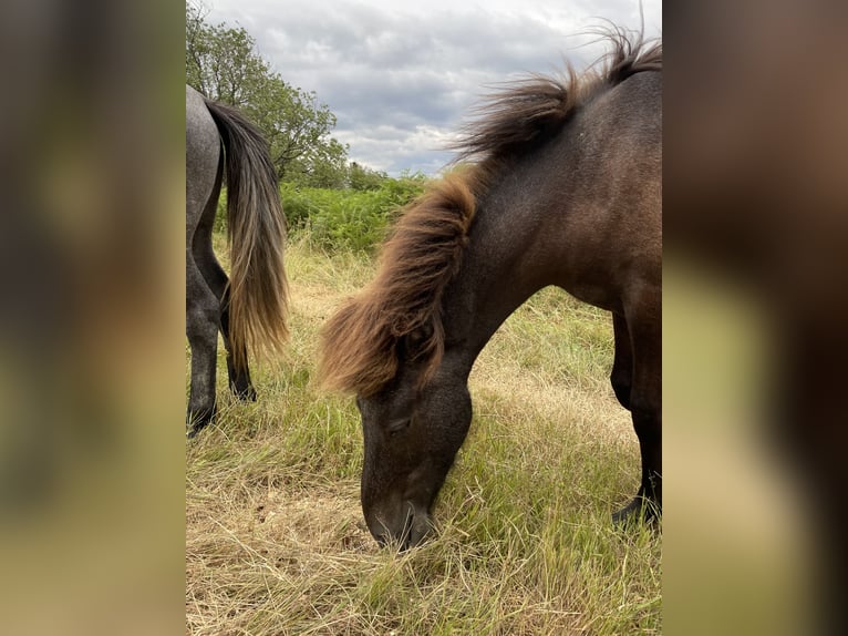 Icelandic Horse Stallion 1 year Grey in Rickenbach