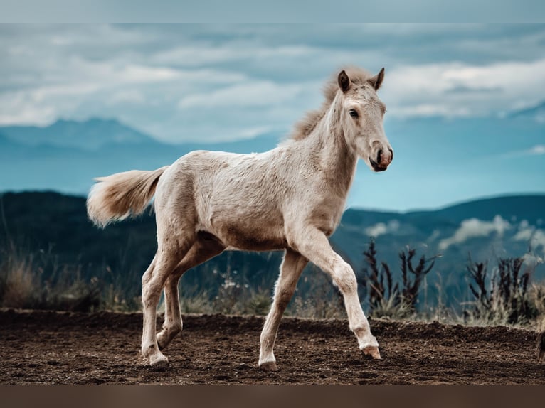 Icelandic Horse Stallion 1 year Palomino in Hochrindl