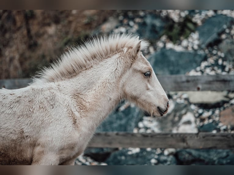 Icelandic Horse Stallion 1 year Palomino in Hochrindl