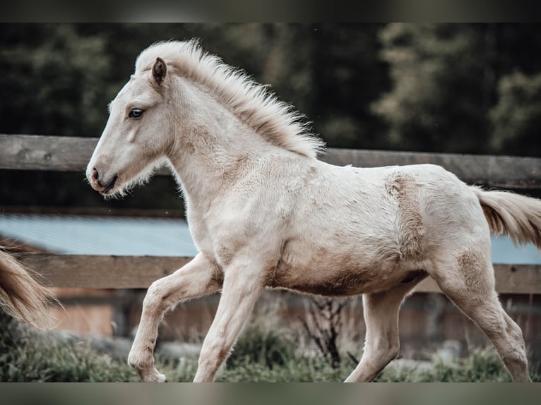 Icelandic Horse Stallion 1 year Palomino in Hochrindl