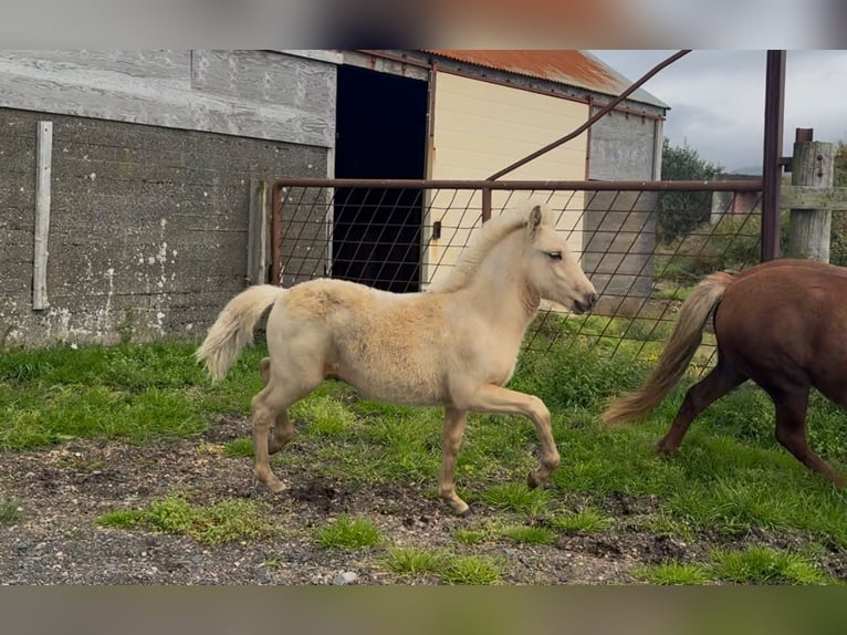Icelandic Horse Stallion 1 year Palomino in Hvolsvöllur