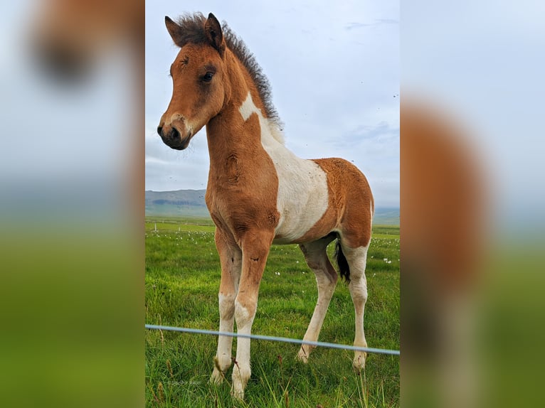 Icelandic Horse Stallion 1 year Pinto in Stykkisholmur