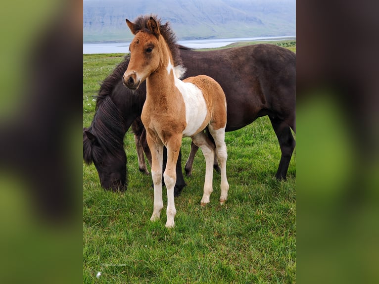 Icelandic Horse Stallion 1 year Pinto in Stykkisholmur