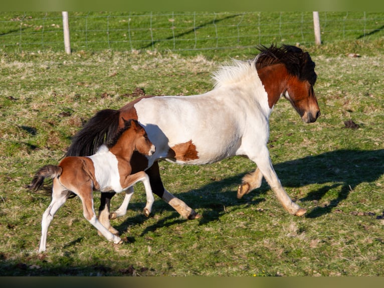 Icelandic Horse Stallion 1 year Pinto in Stykkisholmur