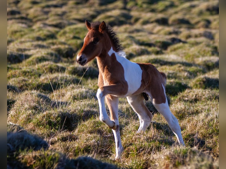 Icelandic Horse Stallion 1 year Pinto in Stykkisholmur
