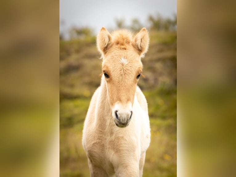 Icelandic Horse Stallion 1 year Red Dun in Hvolsvöllur