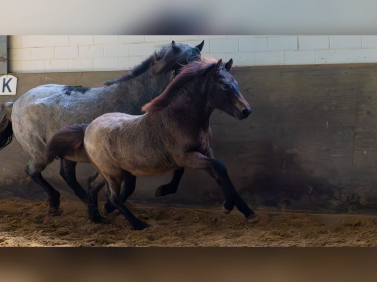 Icelandic Horse Stallion 1 year Roan-Bay in Blankenheim
