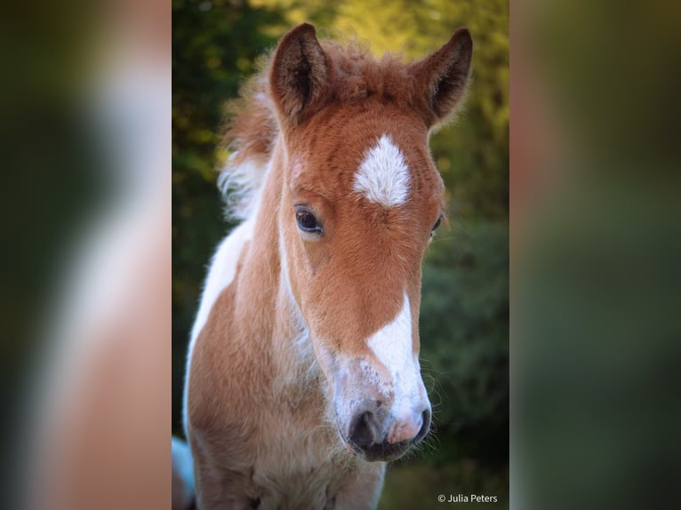 Icelandic Horse Stallion 1 year Roan-Red in Winterspelt