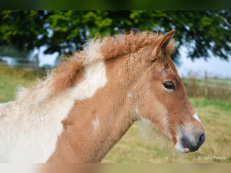 Icelandic Horse Stallion 1 year Roan-Red in Winterspelt