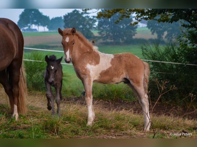 Icelandic Horse Stallion 1 year Roan-Red in Winterspelt