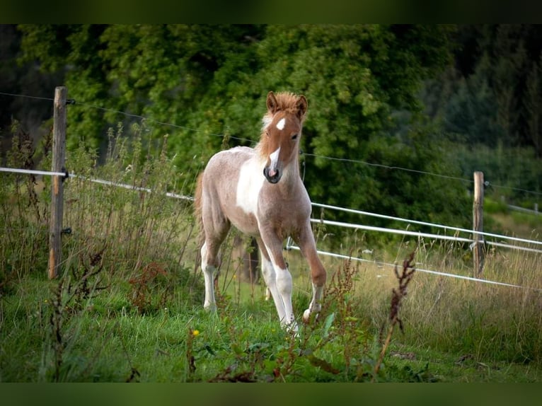 Icelandic Horse Stallion 1 year Roan-Red in Winterspelt