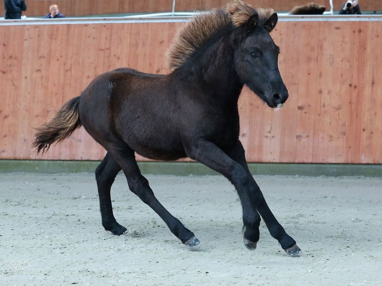 Icelandic Horse Stallion 1 year Smoky-Black in Marrum