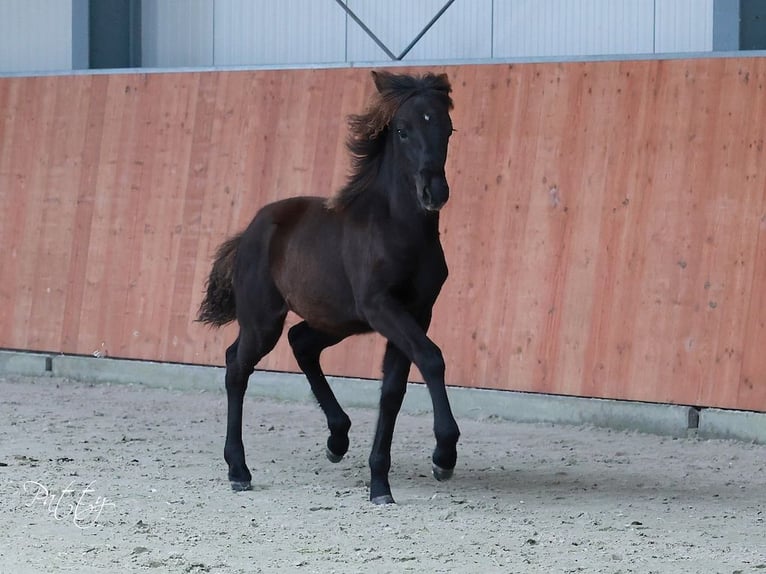 Icelandic Horse Stallion 1 year Smoky-Black in Marrum