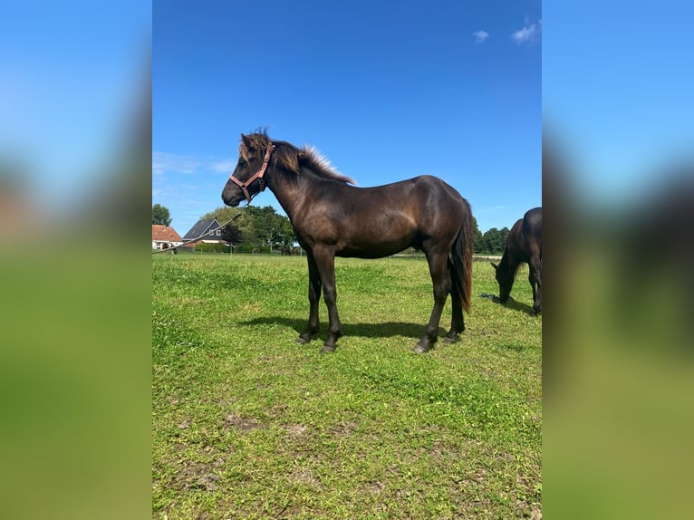 Icelandic Horse Stallion 1 year Smoky-Black in Marrum